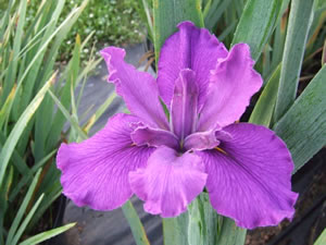 Louisiana Iris - Plum Pleasing